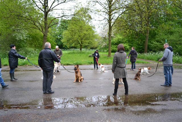 DogsCareCenter 1